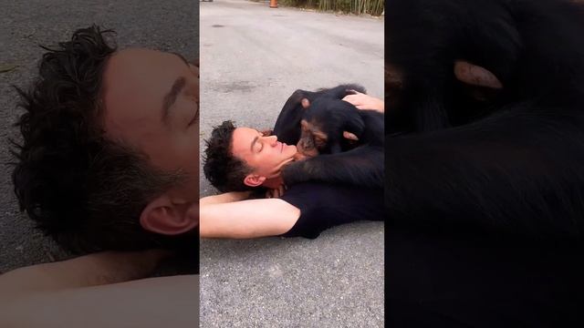 Chimpanzee and human caretaker bond.