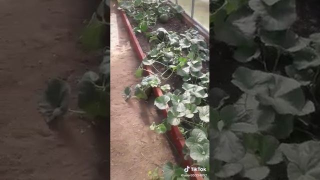 1000008748.mp4