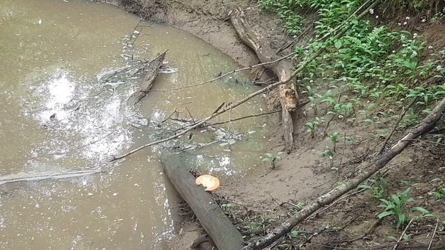 Трутовик серно жёлтый Laetiporus sulphureus Готовим с колбасным сыром на сливочном масле