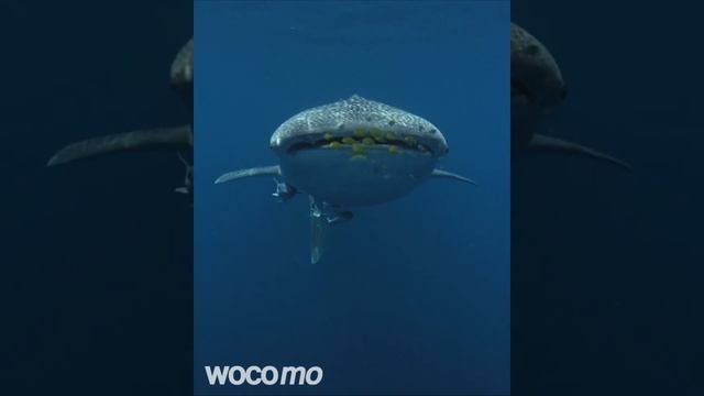 Diving with the whale shark in Indonesia