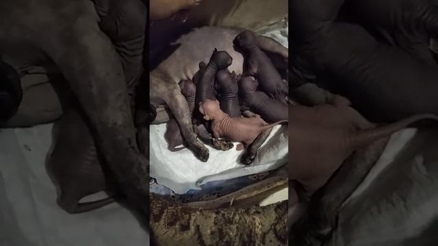 Питомник эльфов и бамбино" Половинка Моя"
