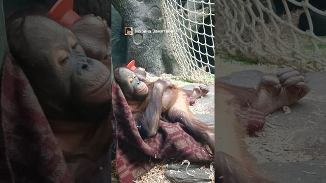 Орангутан отдыхает на одеяле.