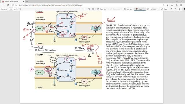 Photophosphorylation, Q-cycle, DCMU & Paraquat Herbicides, Photoprotection mechanisms