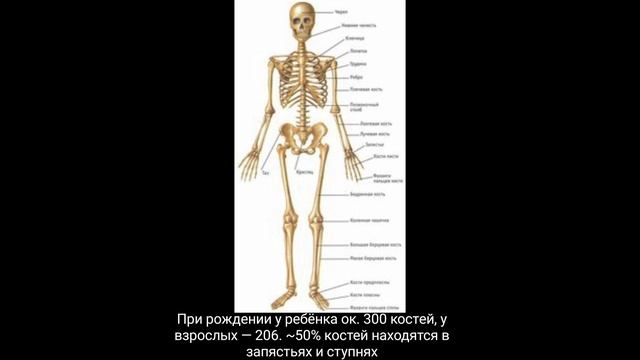 При рождении у ребёнка ок. 300 костей, у взрослых — 206. ~50% костей находятся в запястьях и ступня