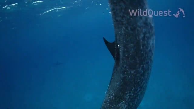 Dolphin Bliss