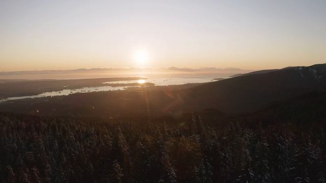 Закат в сосновом лесу.