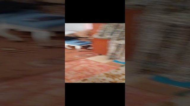 VID_20241107_155034.mp4