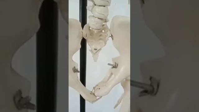 Boney Pelvis & Hip Joint