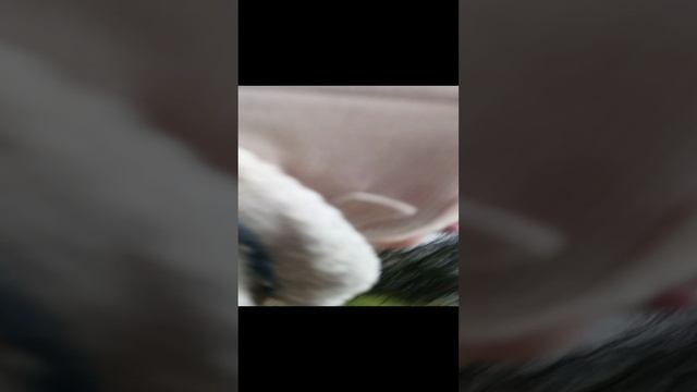 еду домой