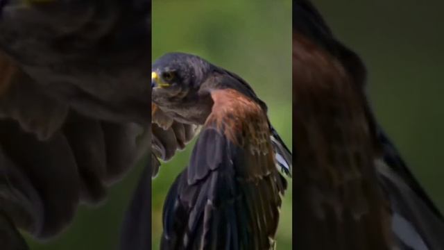 Друзья мои взлетайте высоко как орёл, чтобы.......