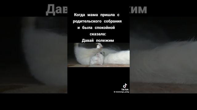 хомячок 😆😆🤣🤣🤣