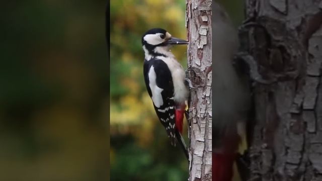 wood pecker marking the three