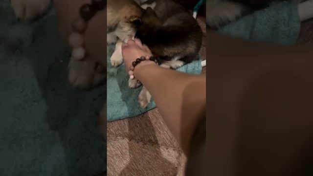 Умница Мерида🤗💕