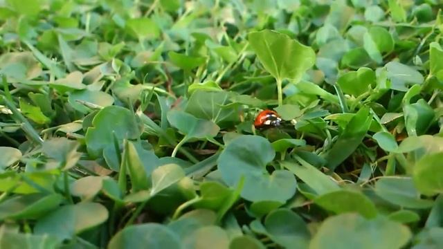 Coccinella