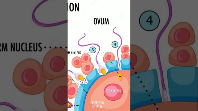 interaction of sperm and ovum!!!and how it leads to fertilization???? #biology #class12th