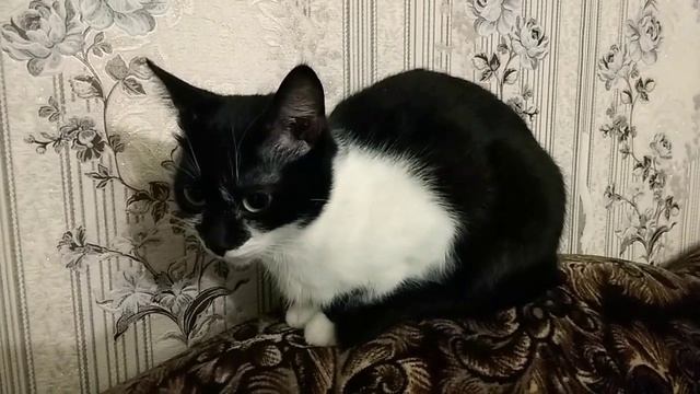 моя кошка