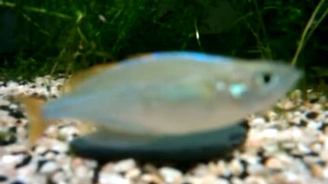 melanotaenia maigre1 kinofx