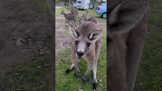 Friendly kangaroo