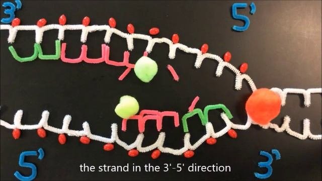 DNA Replication IB Bio II