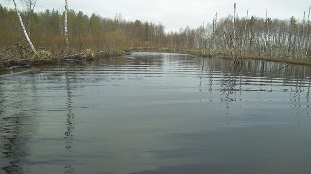 Бобры затопили дорогу