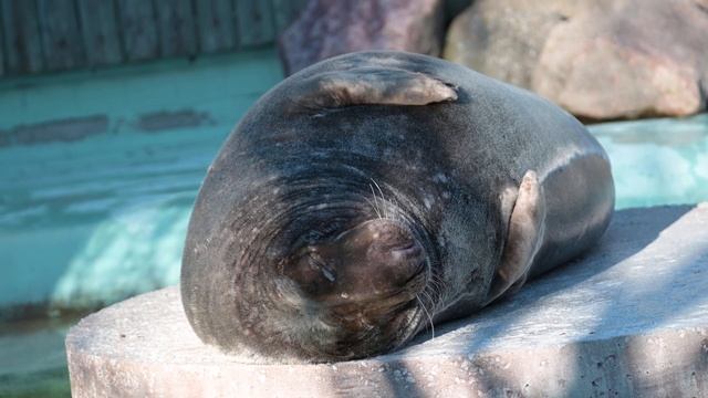 Grey Seal . Серый тюлень