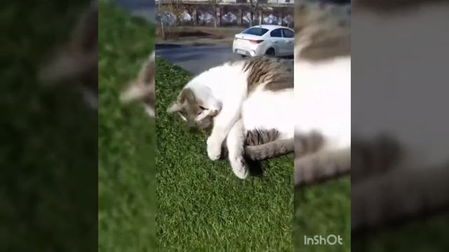 Лягушки-путешественницы