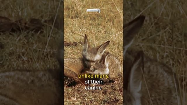 Life Unveiled: The African Big-Eared Fox #life  #africa  #foxes  #animal🦊🦊🦊
