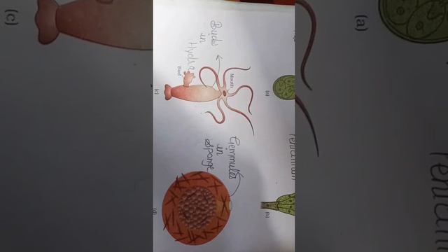 Asexual Reproductive Structures