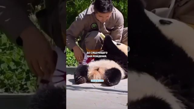 Панды самые глупые существа в мире.
