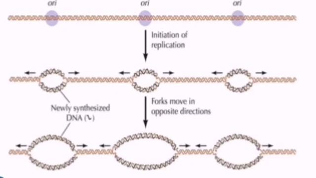 DNA replication