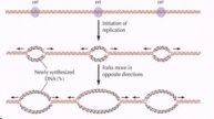 DNA replication