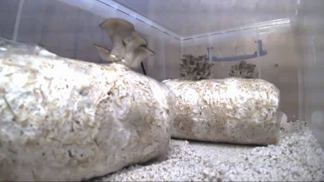 Oyster Mushroom Timelapse Video (& How Mushrooms Grow So Fast) | GroCycle