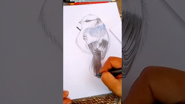 Живые чудеса. Рисую птичку. Стихи/Drawing a bird.