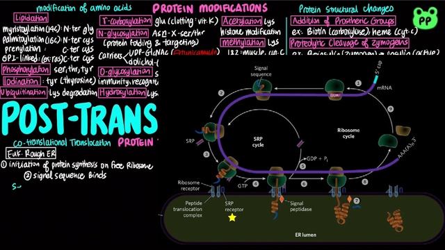 Post-Translational Processing | Molecular Biology 08 | PP Notes | Lehninger 6E Ch. 27.3