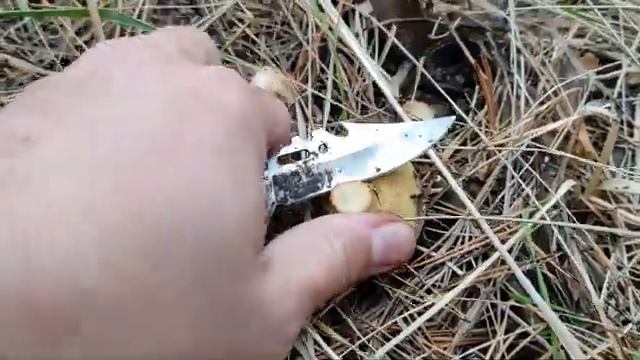 1 серия Грибы 2024. За грибами. Маслят наросло в ноябре.