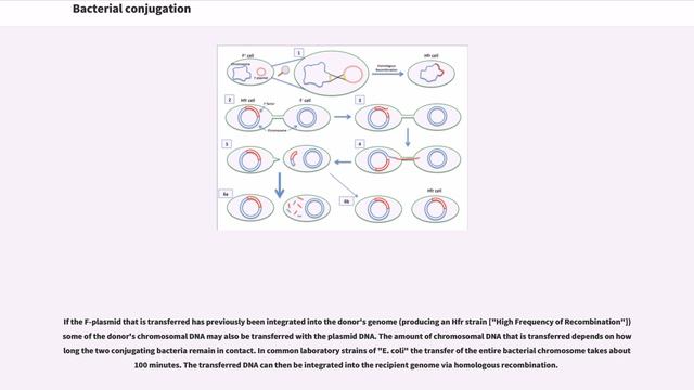Bacterial conjugation