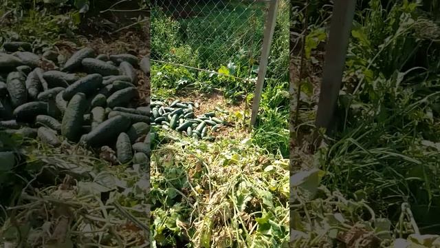 Убрали уличные огурцы