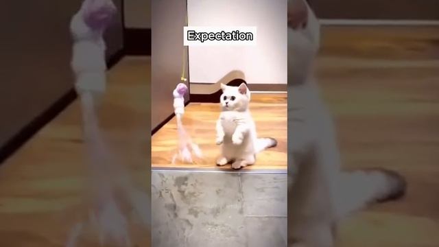 Виды котов😁😁
