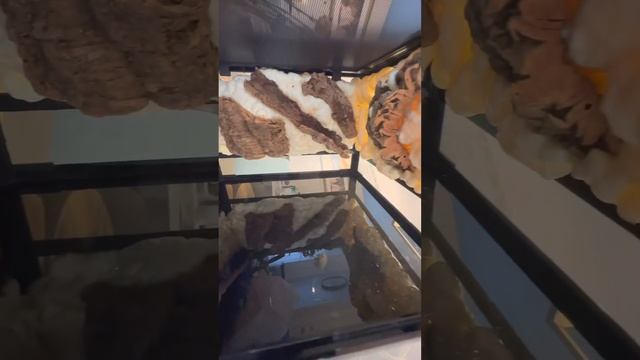 @REPTIZOO-OFFICIAL Enclosure