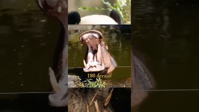 Inilah Fakta Gigitan Kudanil