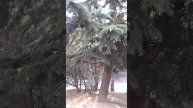 009. Сдам квартиру в Партените (южный берег Крыма) - 20130713 080704