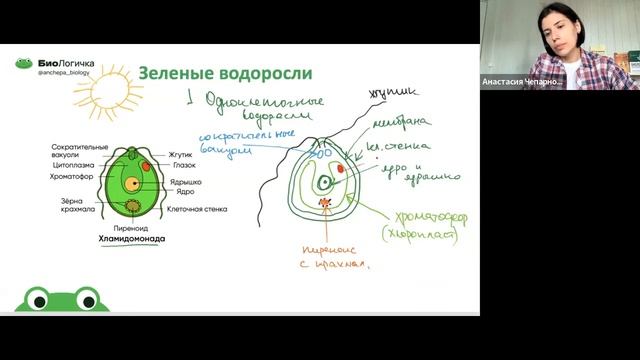 7-8 плауны, папоротники, голосеменные