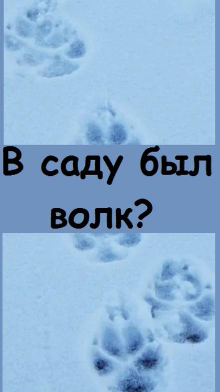 Собаки или волки разодрали укрытие на сливе и даже выдернули колышек - происшествие в саду