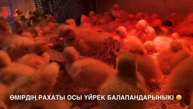 #KADYROVFARM ҮЙРЕК БАЛАПАНДАРЫ ПОРОДА (АГИДЕЛЬ) - 300 ГЕ ЖУЫҒЫ ИНКУБАТОРДАН ШЫҚТЫ