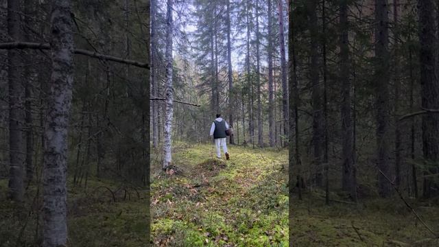 Лес. Природа. Глэмпинг Ракита #Глэмпинг Ракита