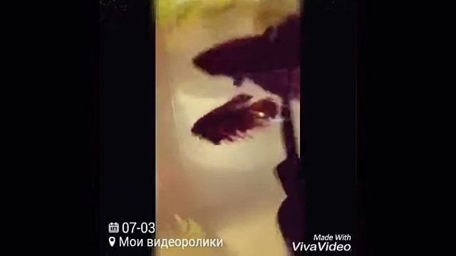 Зарождение новой жизни у рыбок "петушков"