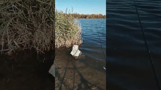 Канал о ловле фидером на Ставрополье