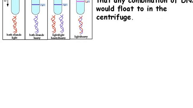 DNA Replication