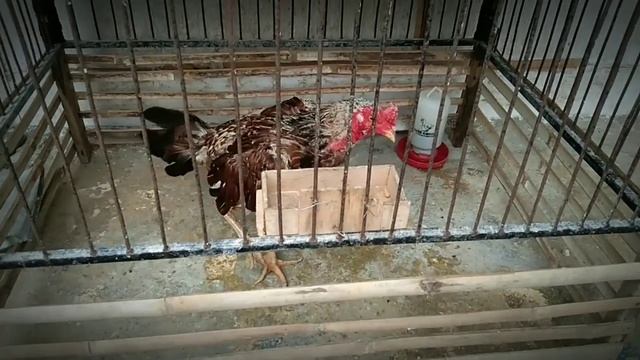 Ayam Jadi Ganas, Inilah Beberapa Manfaat Daging Kambing Untuk Ayam