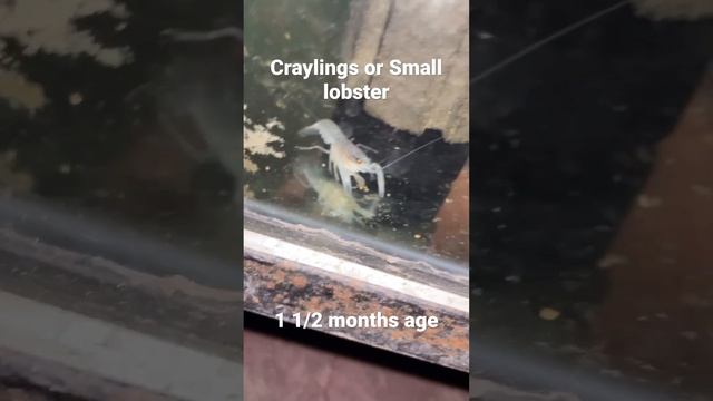 How to take care Craylings or Small Fresh water Lobster